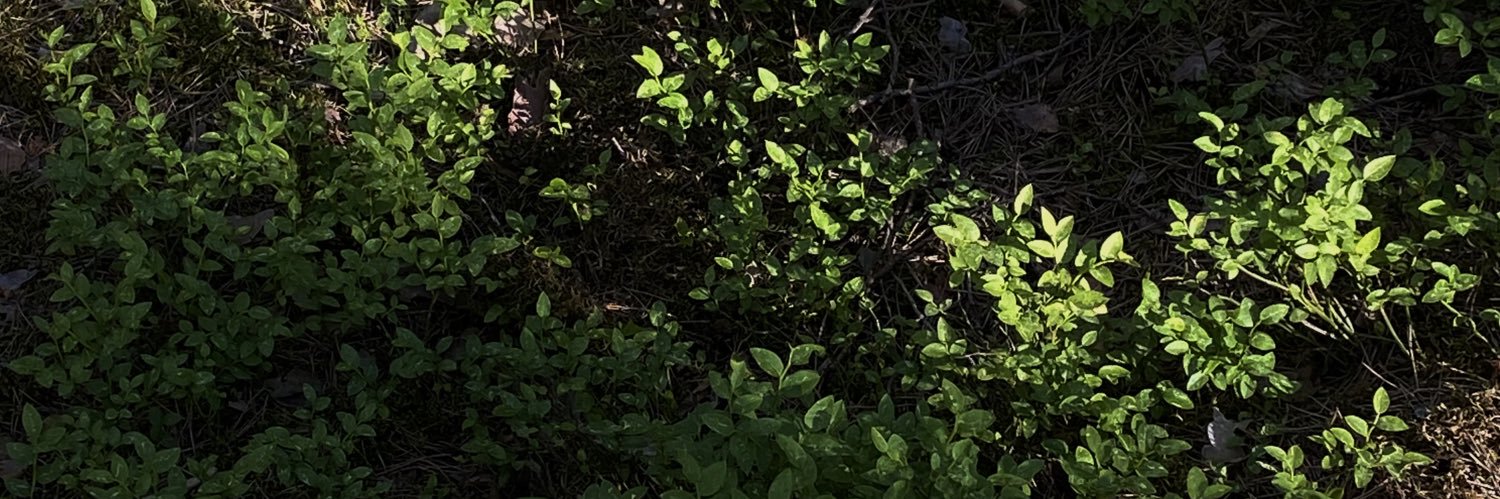 notgreensqull's profile banner image