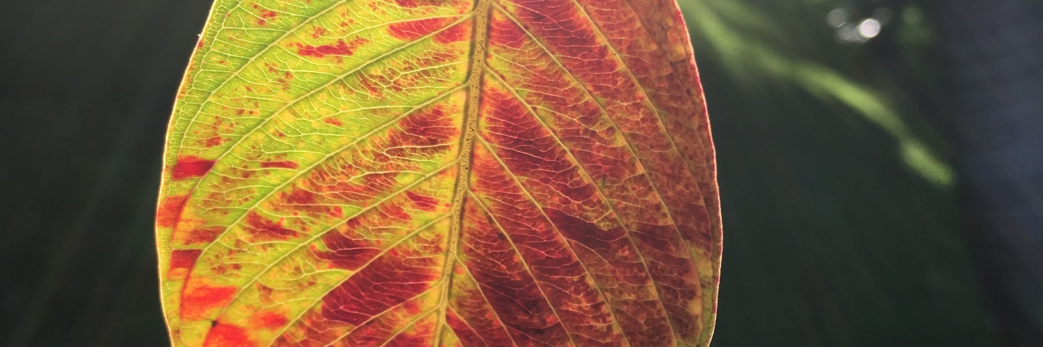 Clare #SaveTheVentureBros #Lodge49 #TheTick banner