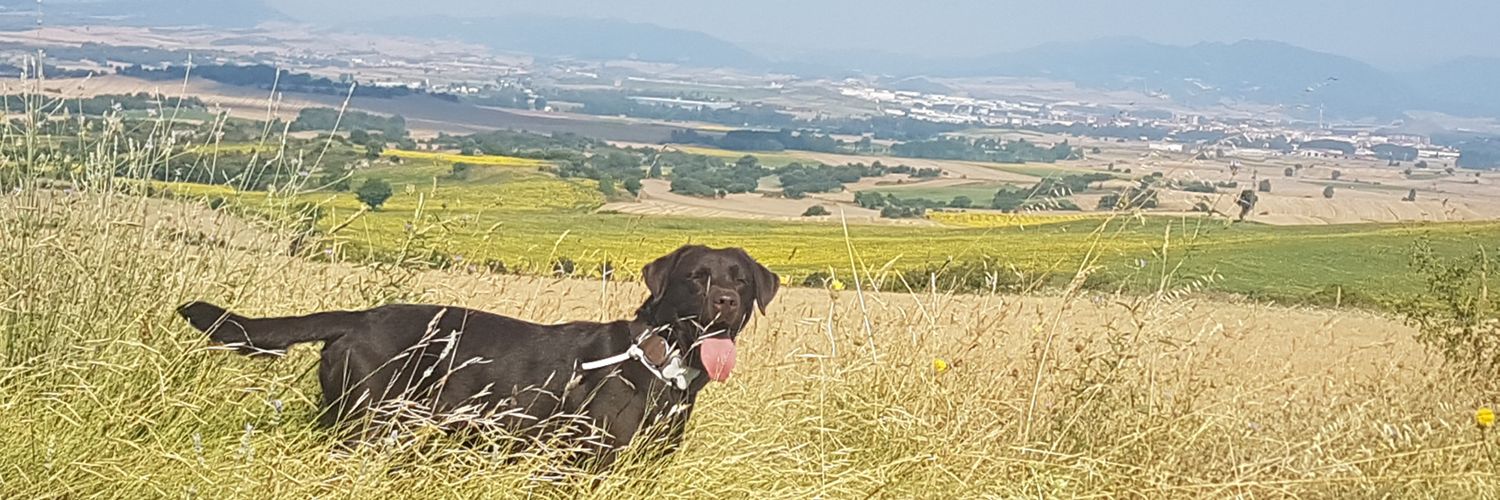 adrigoldy's profile banner image