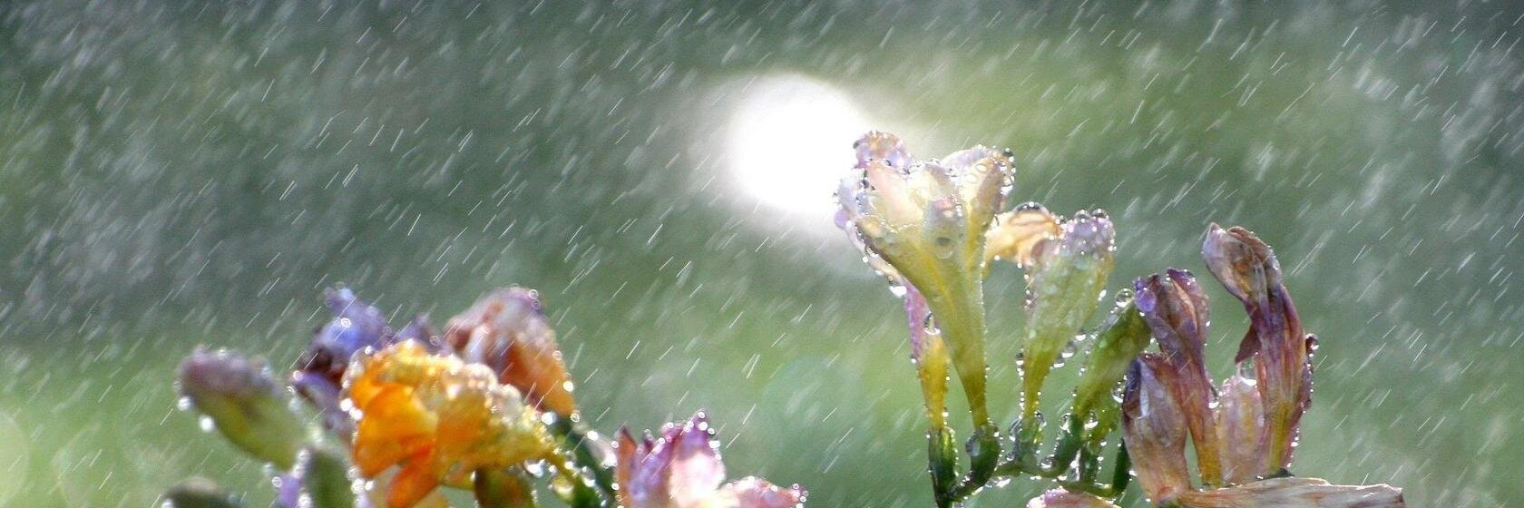 ✿~Blanca~✿. banner