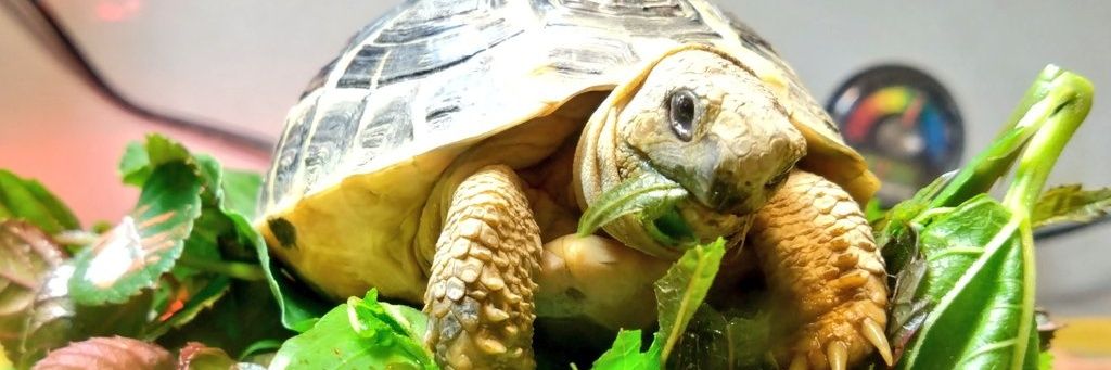 🗻🐢もと🐢🗻 banner