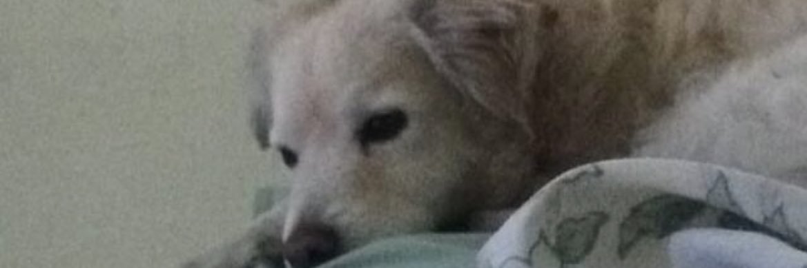 ok_amor's profile banner image