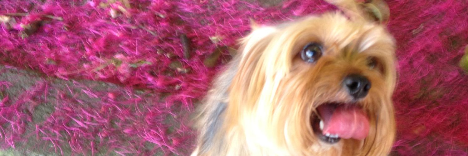 Jennifermendez1's profile banner image