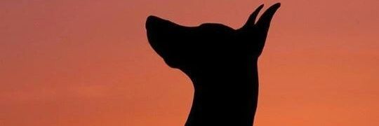 Alyusha_ADA's profile banner image