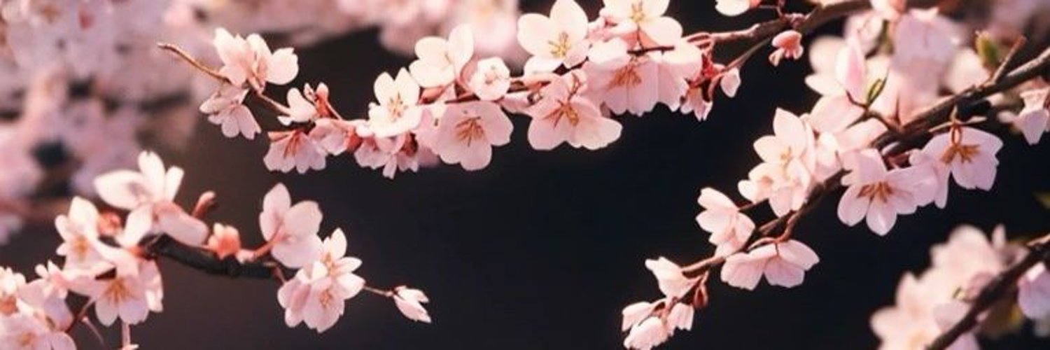 白桜 (Hakura) Profile Banner