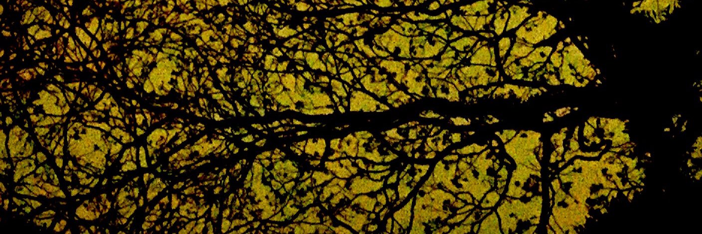 João P R Capobianco banner