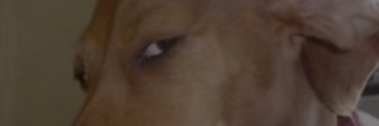 twizzy banner