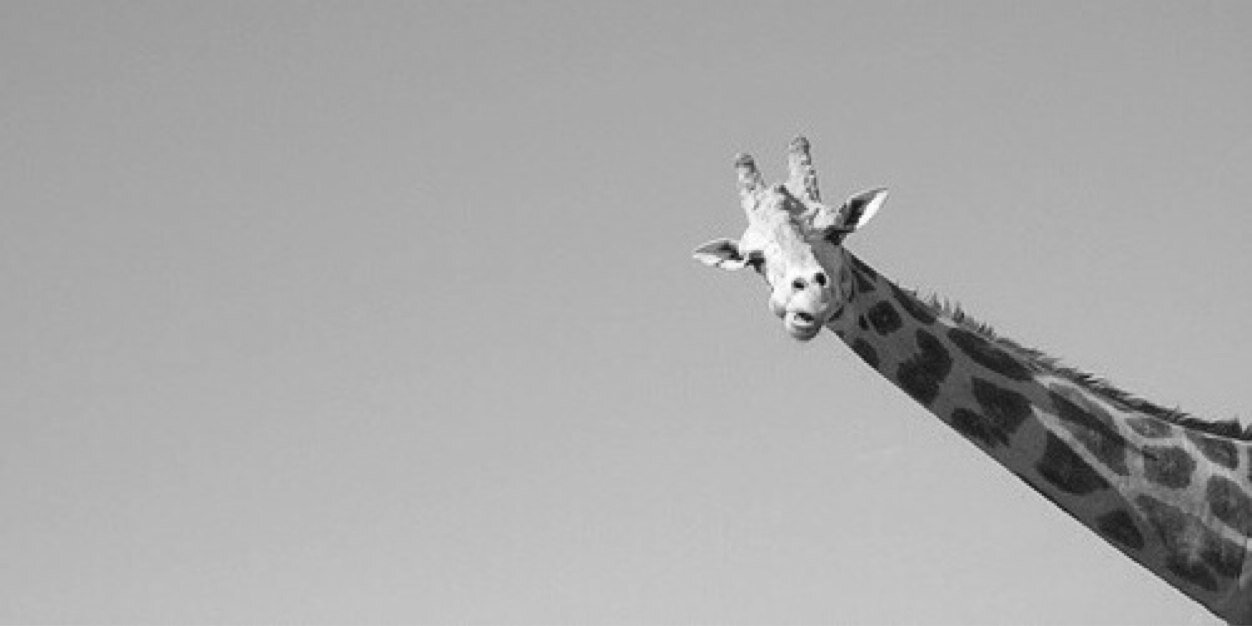 aklehm95's profile banner image