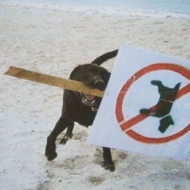 ⚡️Gypsy witchcraft🦊 banner