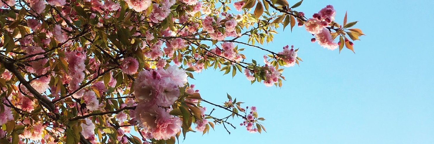 msabbylane's profile banner image