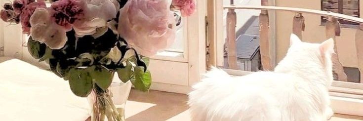 🌙 banner