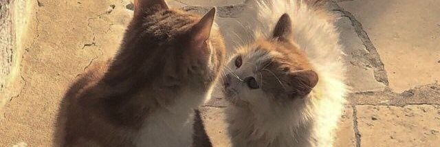 saiiharaa's profile banner image