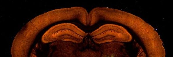 BSen1716 Profile Banner