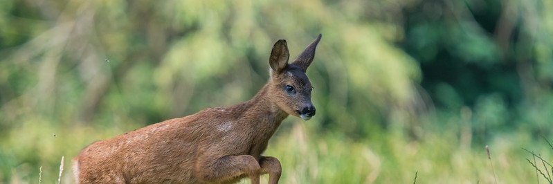 DeerHourly banner