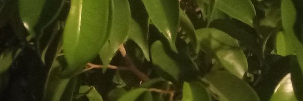 crtica49 Profile Banner
