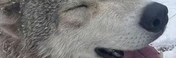smitty_wolf Profile Banner