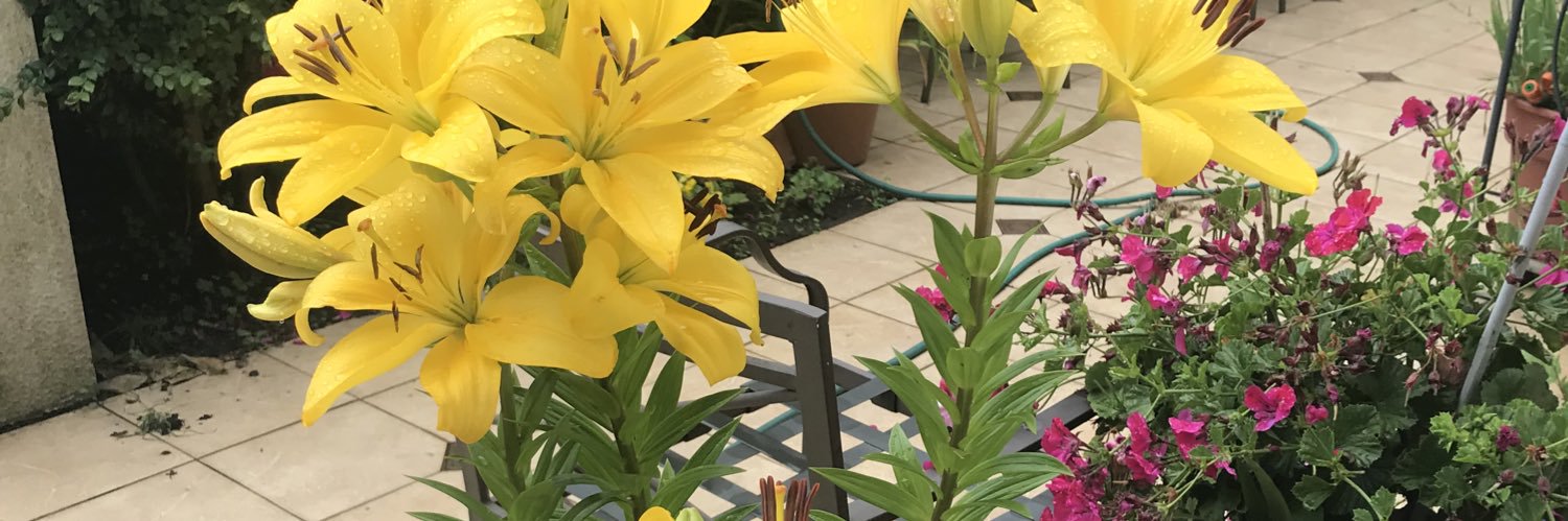 Rutgia's profile banner image