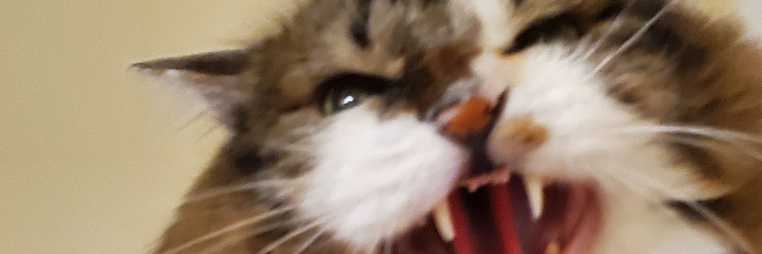 ねこのひと的な(chicory) banner