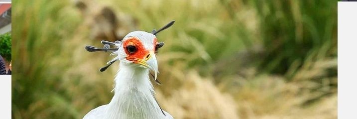 LAAMBBOO's profile banner image