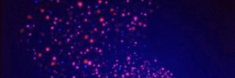 Sebin banner