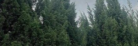 •Tumis Kangkung•'s banner