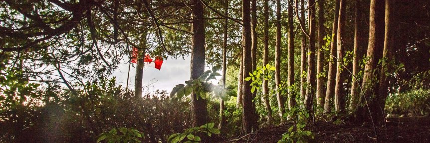 McKenzie Kibler banner