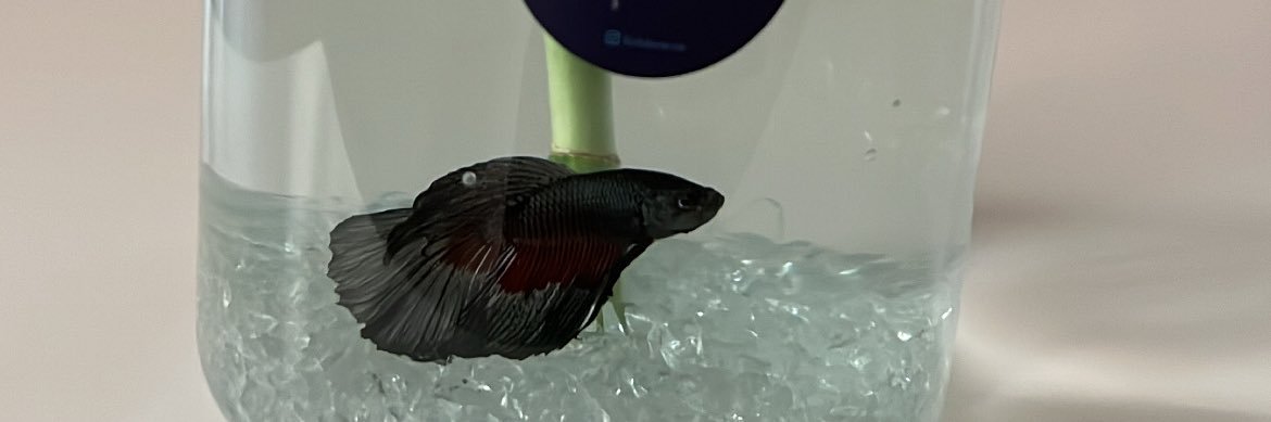 fishbow's profile banner image