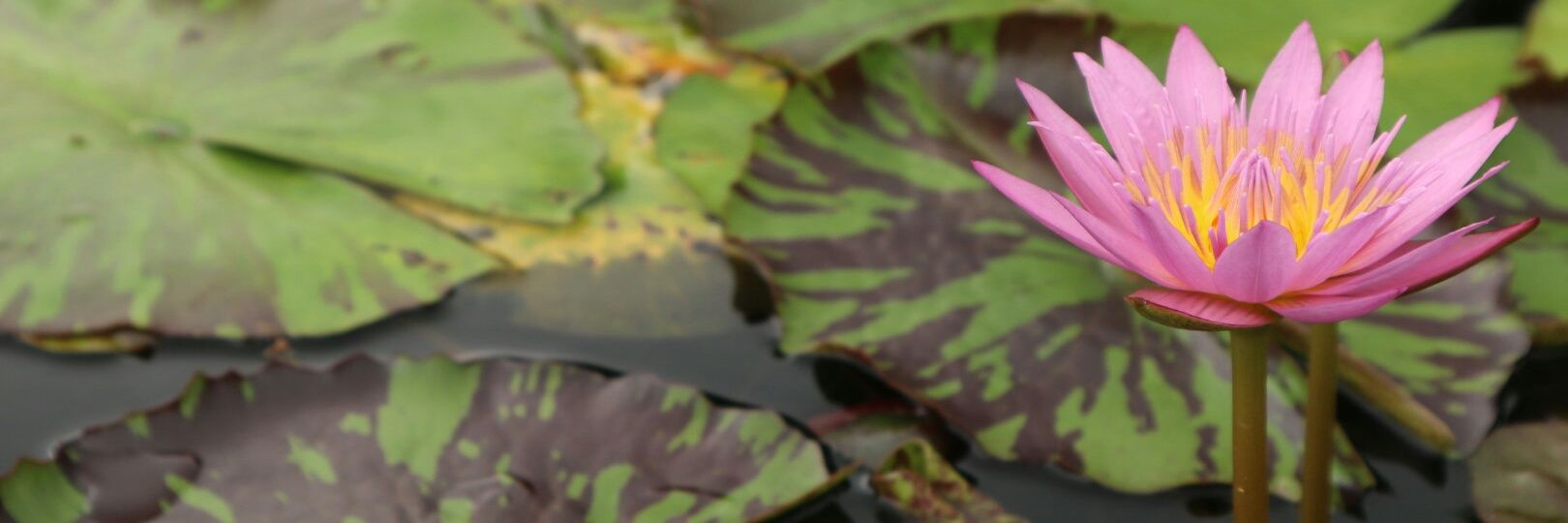 072995Alice's profile banner image