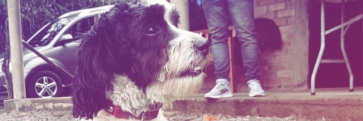 Rony Trujillo banner