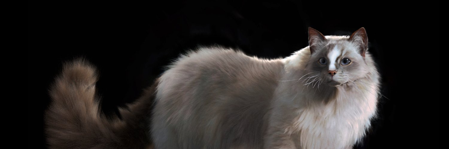 KFarrensteiner's profile banner image