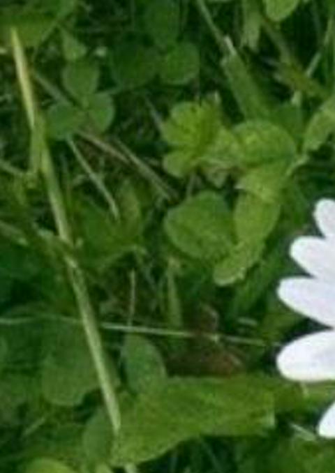 Melliwen's profile banner image