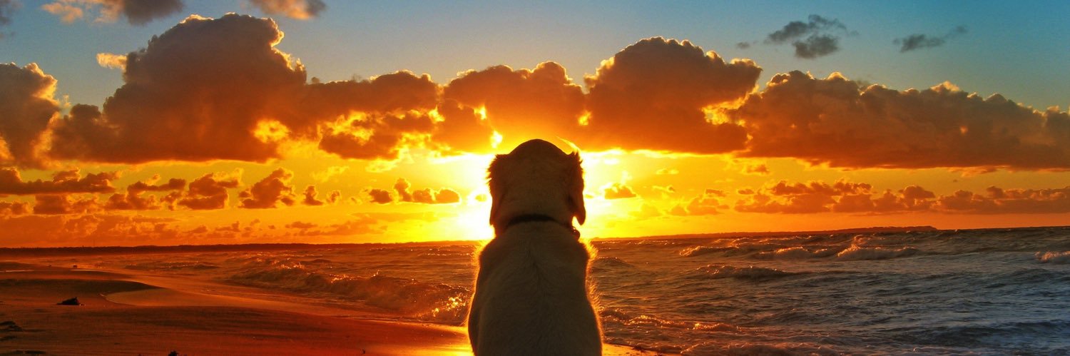 Marcela Zonato banner