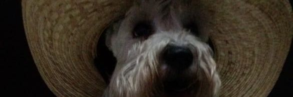 aan banner