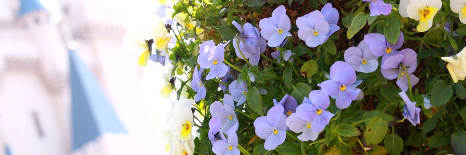 Windflower18715's profile banner image