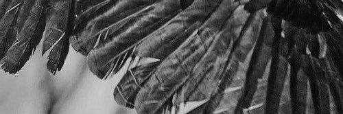 trbnptr's profile banner image