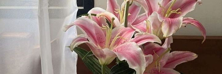 cemoOo 🪷⋆˚𝜗𝜚˚⋆ banner