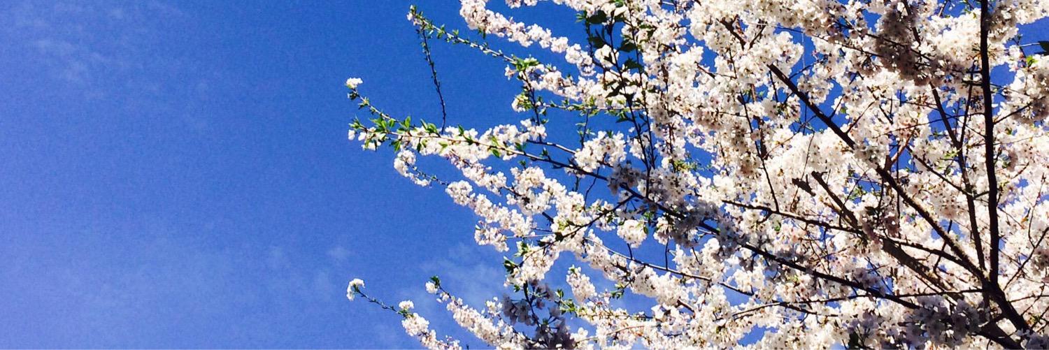 tarawaslike's profile banner image