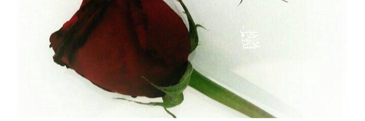 zozi7mt's profile banner image