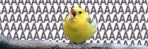 Конторский подменторианец🐍🇷🇺 banner