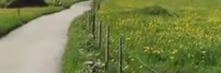 Meibhesa's profile banner image