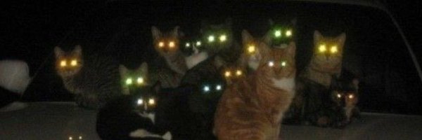 wokewhitaker Profile Banner