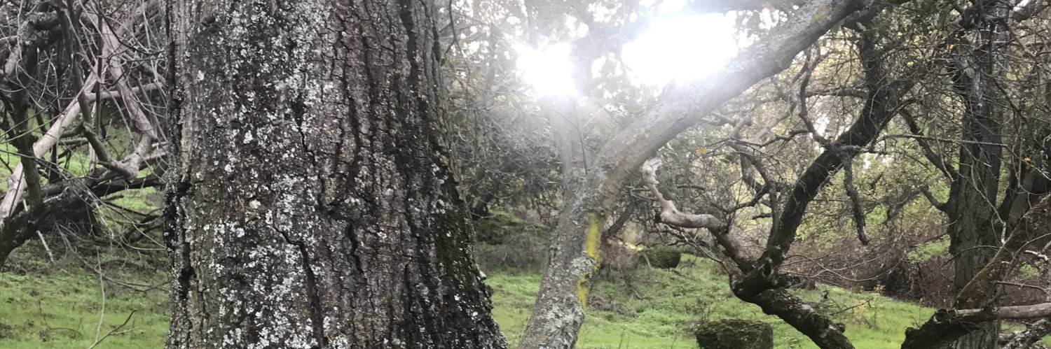 lisxomm's profile banner image