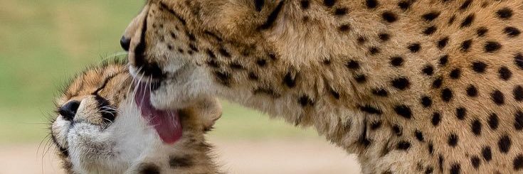 ZadeTheCheetah banner