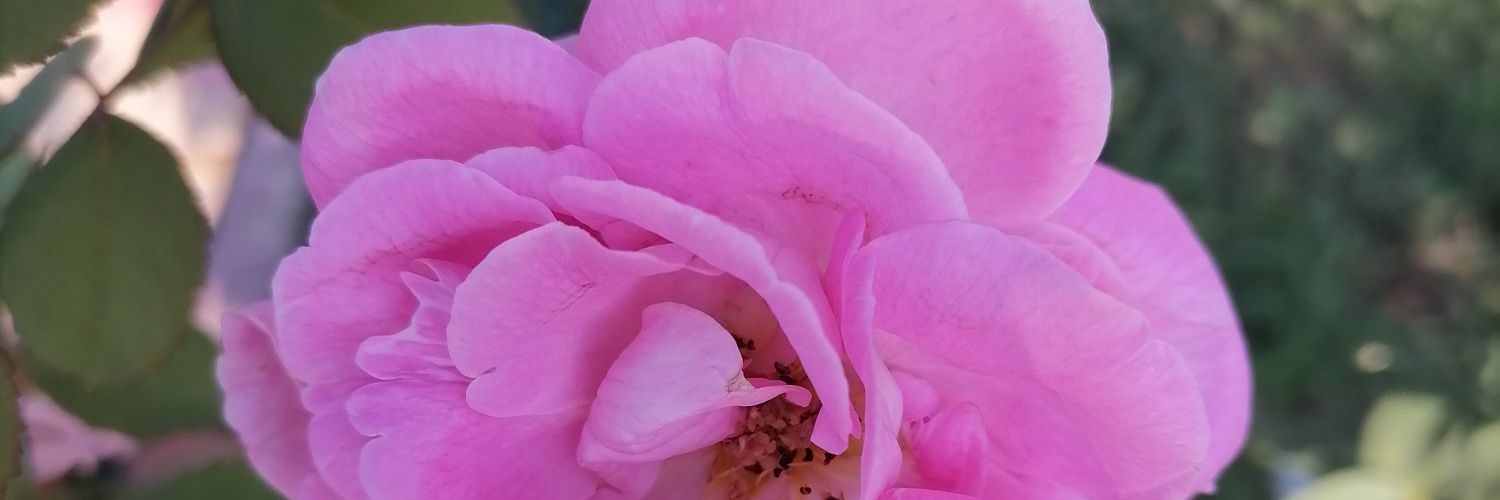 aahmetdenizz's profile banner image