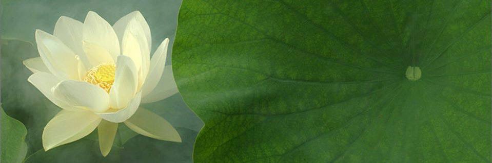 Zenzia's banner