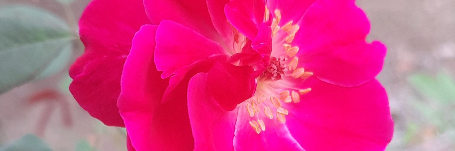 obsoletescrap's profile banner image