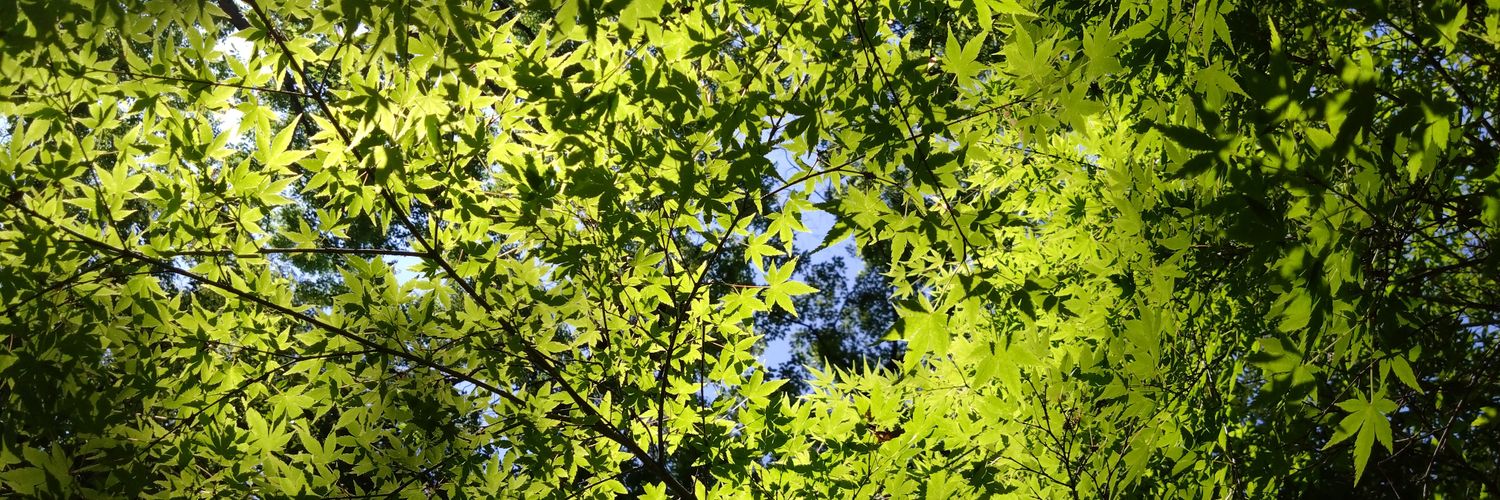 ネタレッド banner