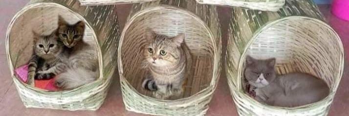 บ้านแมวสานมือฝีมือตายายสานงานภูมิปัญญาชาวบ้าน🐱 banner