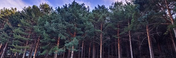 QuercusBroteri Profile Banner