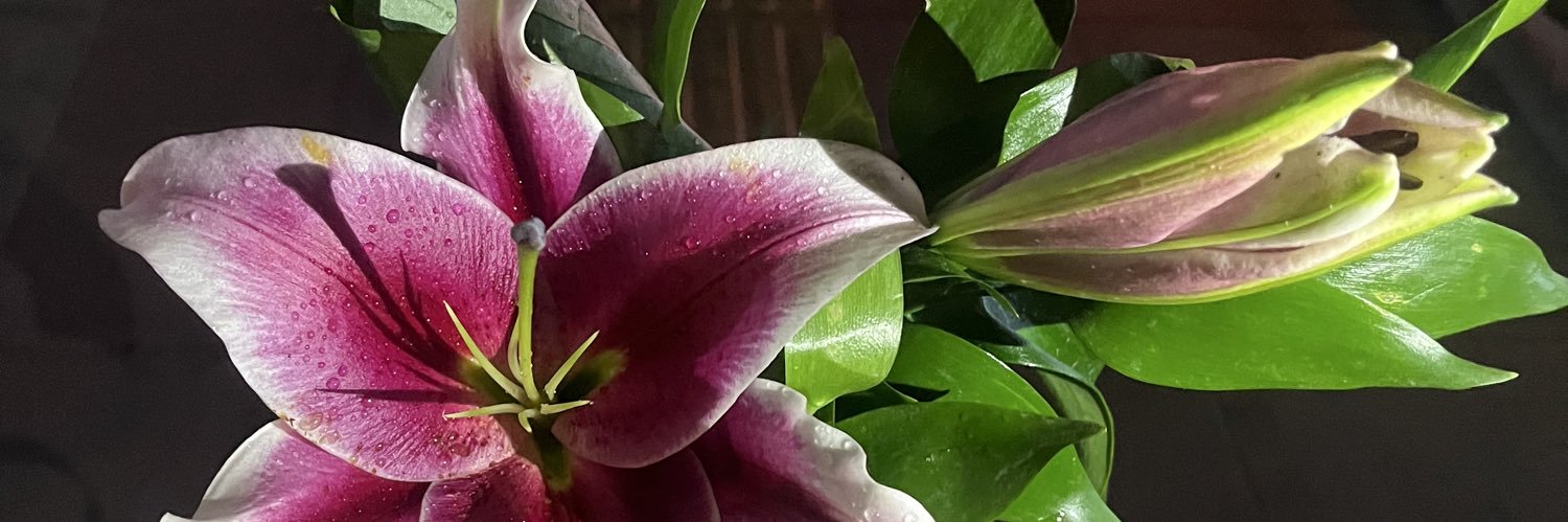 گرگور سامسا🎀 banner